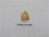 藏品(尺蠖蛾科)的圖片